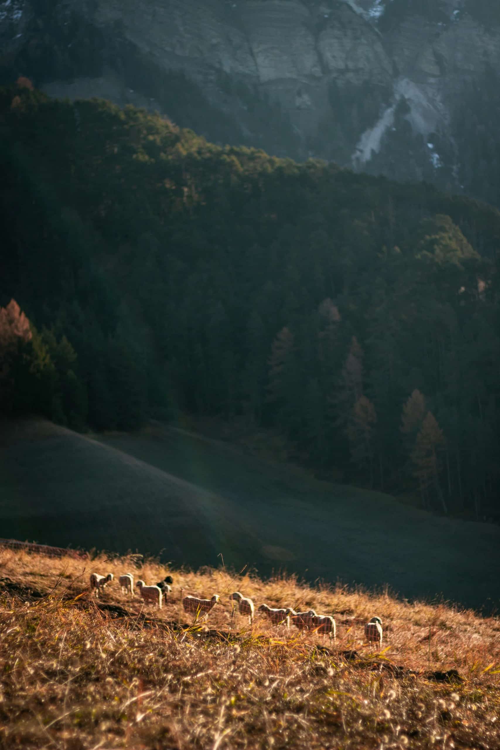 A flock grazing on a golden hillside as light falls through the trees at dusk